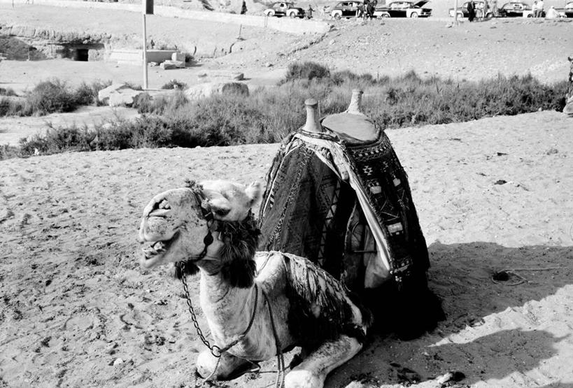 无人,坐,横图,黑白,室外,白天,旅游,埃及,张嘴,家畜,放松,运输,摄影,中东,等,张大嘴巴,埃及文化,吉萨,张开嘴,旅行