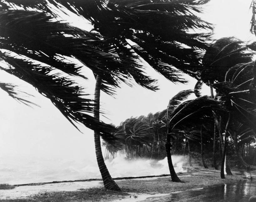 无人,横图,黑白,室外,白天,海洋,棕榈树,美国,弯腰,溅,海岸线,自然灾害,天气,波浪,摄影,北美,北美洲,美洲,飓风,佛罗里达,佛罗里达州,佛州,阳光州,北亚美利加洲,亚美利加洲,危险,海滩,美利坚合众国