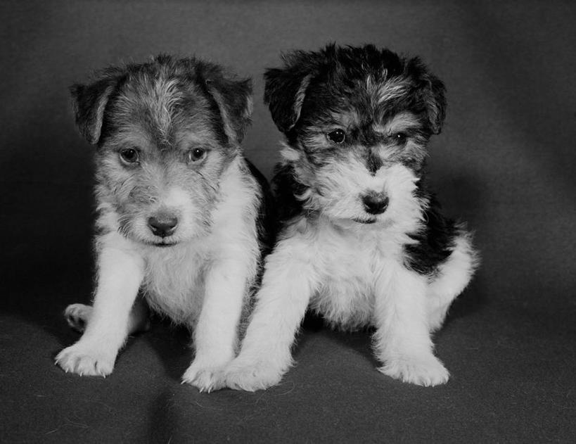 无人,坐,横图,黑白,宠物,狗,小狗,动物,两只,摄影,影棚拍摄