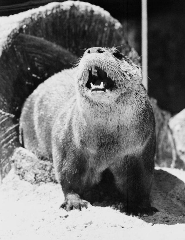 无人,竖图,黑白,室外,白天,水獭,美国,打开,摄影,开启