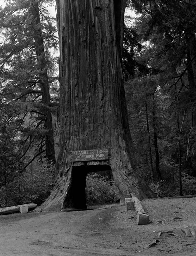 无人,竖图,黑白,室外,白天,旅游,度假,美景,森林,路,指示牌,美国,入口,标志,文字,大门,景观,娱乐,标识,树,风景,自然,享受,休闲,景色,放松,摄影,英文字母,生态,自然风光,进口,旅行