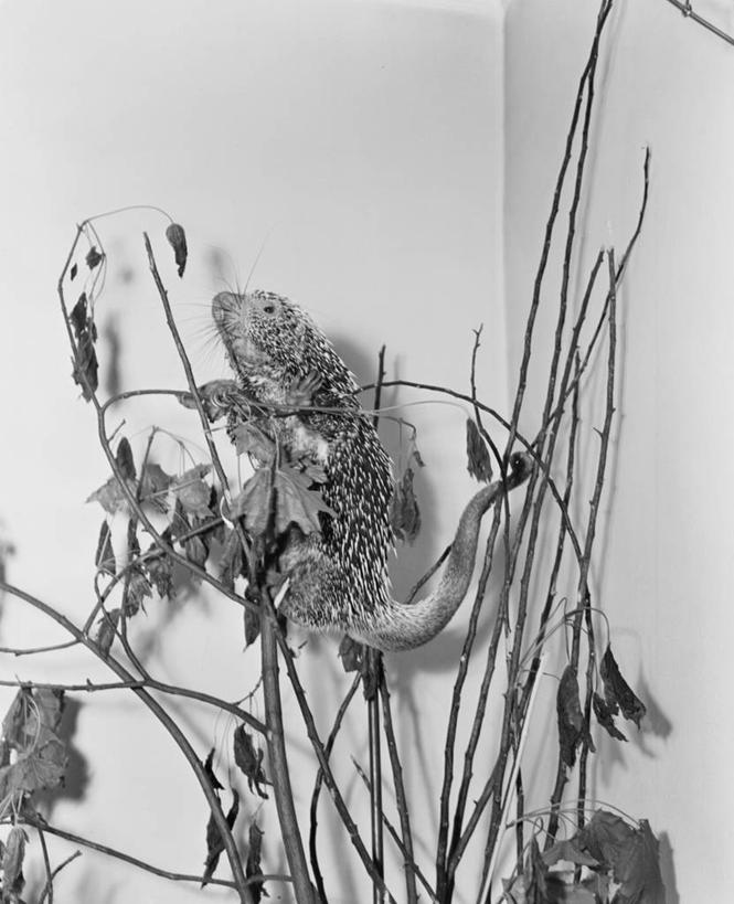 无人,竖图,黑白,室内,特写,侧面,豪猪,野生动物,美国,自然,动物,平衡,摄影,上升,嫩枝