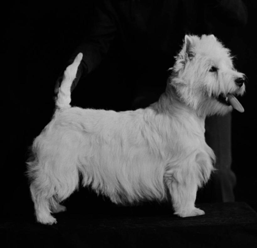 站,横图,黑白,室内,侧面,纯洁,哺乳动物,宠物,狗,野生动物,梗犬,白色,动物,家畜,可爱,童年,童趣,摄影,西高地白梗,童真,烂漫,无邪,忠诚,天真,犬,影棚拍摄,西部高地白梗,纯种犬