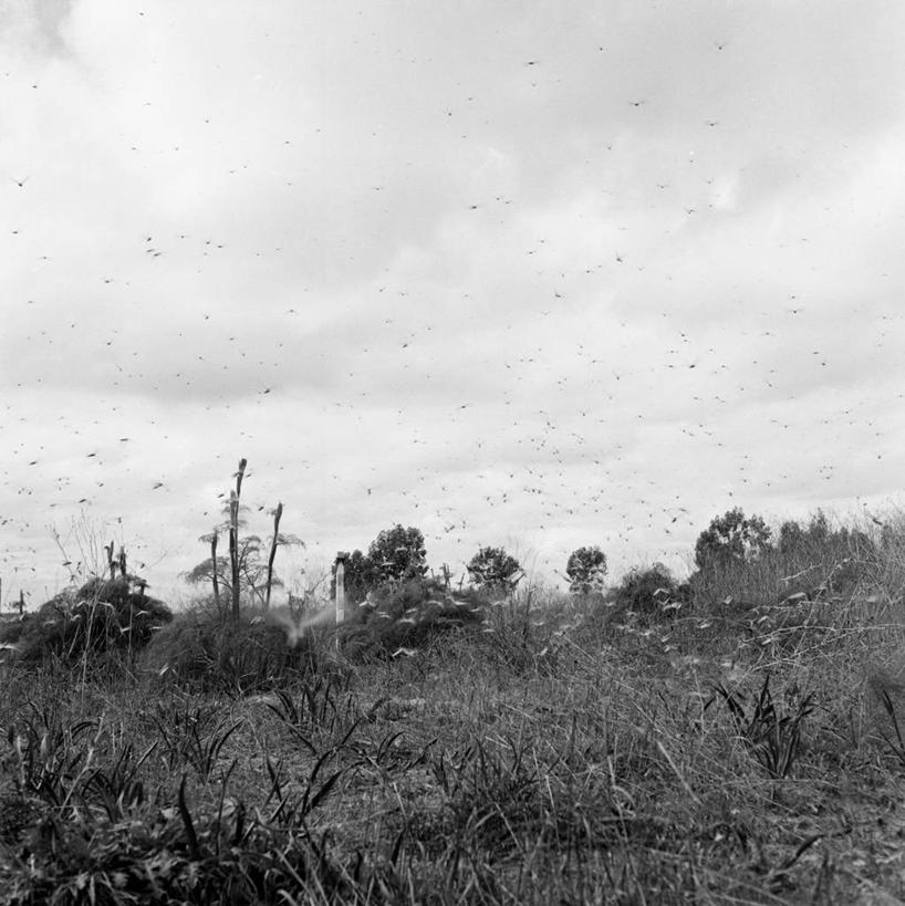 无人,竖图,方图,黑白,室外,白天,旅游,度假,美景,植物,野生动物,摩洛哥,一群,许多,丰富,昆虫,地形,景观,很多,半空,娱乐,飞,草,树,自然,享受,休闲,景色,放松,摄影,迁徙,蝗虫,自然风光,旅行