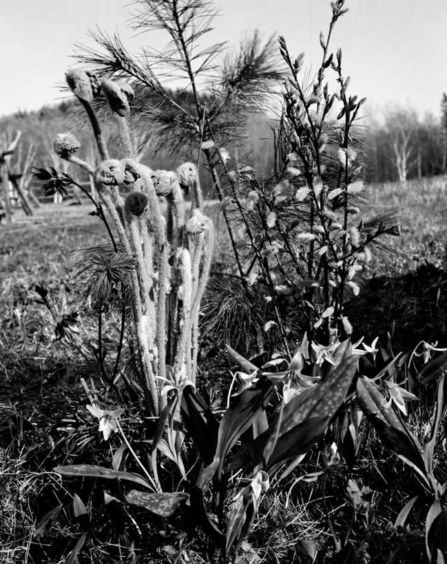 无人,竖图,黑白,室外,特写,白天,旅游,度假,美景,紫罗兰,柳树,美国,景观,蕨菜,娱乐,自然,春天,享受,休闲,景色,放松,摄影,生长,蕨类,自然风光,开端,褪色柳