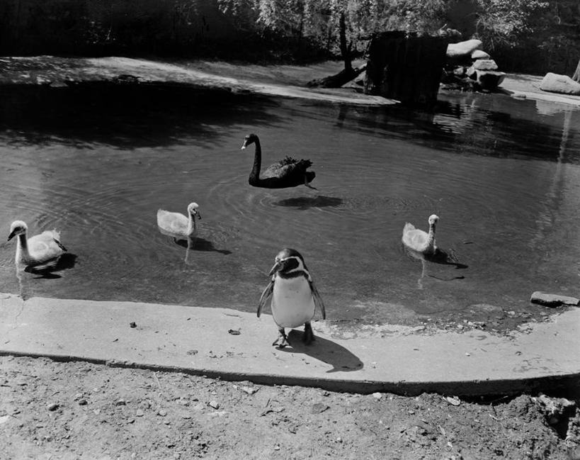 无人,动物园,站,横图,黑白,室外,白天,企鹅,野生动物,天鹅,日光,美国,漂浮,鸟类,首都,动物,摄影,多样,华盛顿特区,黑天鹅,死水,小天鹅