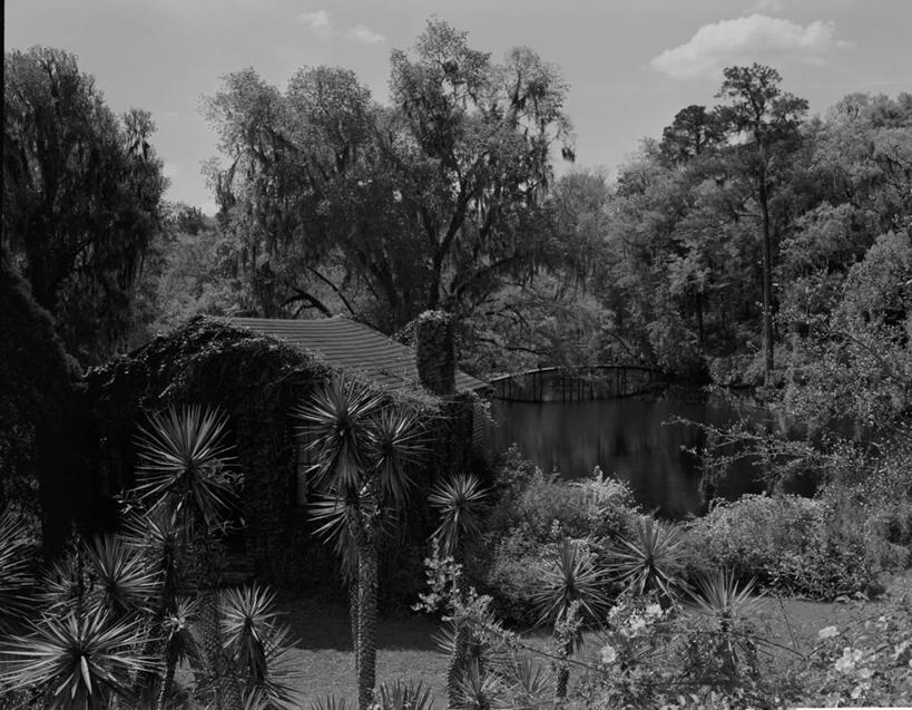 无人,植物园,横图,黑白,室外,白天,美景,美国,景观,棚,自然,景色,摄影,生长,北美,北美洲,自然风光,美洲,南卡罗来纳州,北亚美利加洲,亚美利加洲,南卡罗来纳,扇榈之州,矮棕榈之州,丝兰,美利坚合众国