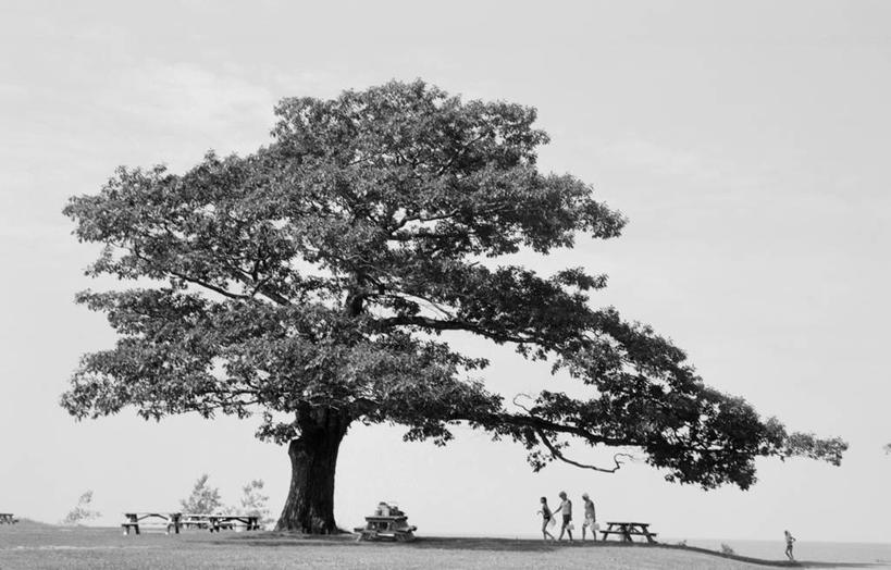 横图,黑白,室外,白天,旅游,美国,行人,游客,游人,地形,野餐,路人,旅客,风景,摄影,宁静,橡树,过客