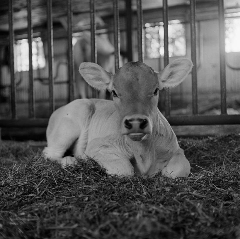 无人,躺,横图,方图,黑白,室内,白天,纯洁,牛,美国,棚,动物,家畜,可爱,童年,童趣,摄影,牲畜,童真,烂漫,无邪,母牛,天真,家牛