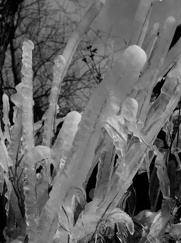 无人,竖图,黑白,室外,特写,白天,美国,冰,冬天,冰柱,树,自然,寒冷,摄影,灌木,嫩枝