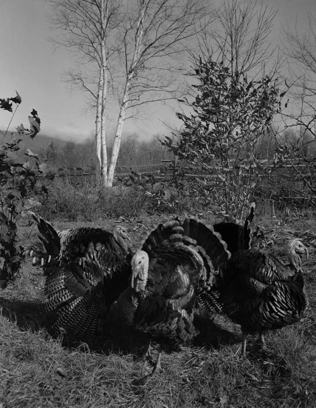 无人,竖图,黑白,室外,白天,野生动物,美国,三只,树,自然,摄影,白桦,牲畜,交配,出示,动物行为,野火鸡