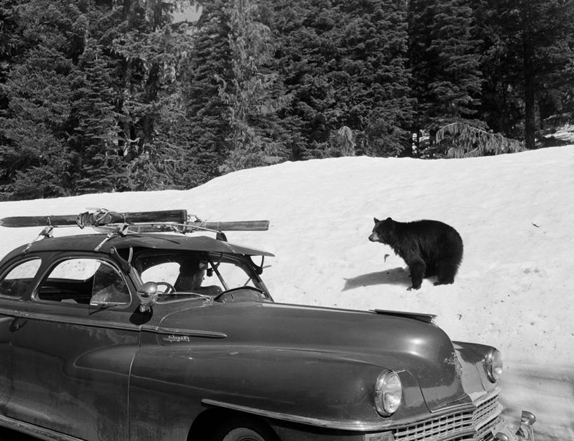 无人,公园,横图,黑白,室外,白天,旅途,雪,汽车,野生动物,熊,华盛顿,美国,车,树,交通工具,运输,摄影,雪橇,北美,北美洲,国家公园,载具,美洲,雪橇车,华盛顿州,雷尼尔山国家公园,瑞尼尔山国家公园,常绿之州,常青州,北亚美利加洲,亚美利加洲,皮尔斯县