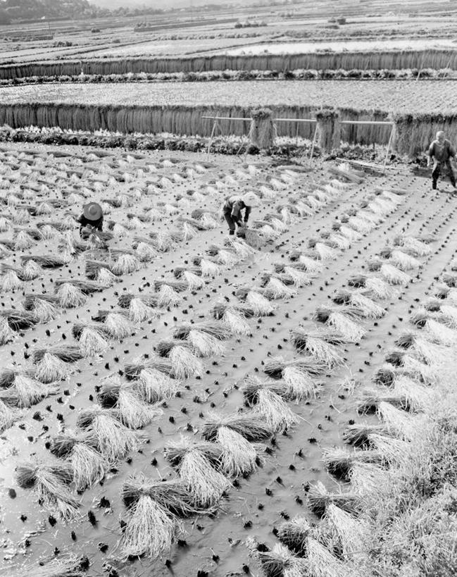 三个人,站,竖图,俯视,黑白,室外,白天,农业,农作物,美景,日本,一排,弯腰,朦胧,模糊,整齐,景观,田地,千叶县,排列,自然,职业,景色,摄影,队列,自然风光,富山,高角度拍摄