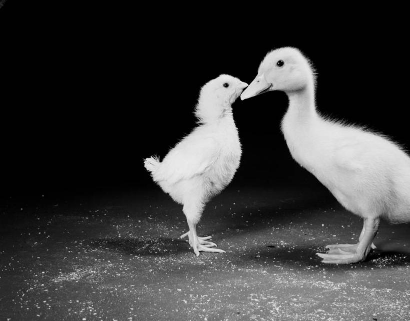 无人,横图,黑白,纯洁,鸟,鸟类,鸭,鸭子,小鸟,家禽,动物,两只,可爱,童年,童趣,摄影,牲畜,童真,烂漫,无邪,天真,影棚拍摄,小鸡