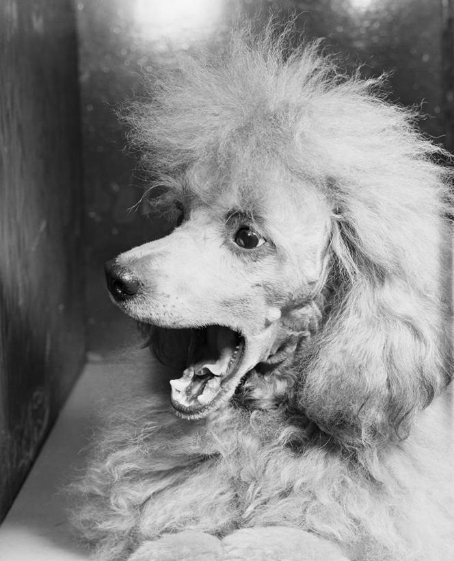 无人,竖图,黑白,室内,特写,侧面,哺乳动物,宠物,狗,野生动物,美国,贵宾犬,动物,打开,家畜,放松,摄影,幽默,开启,肖像