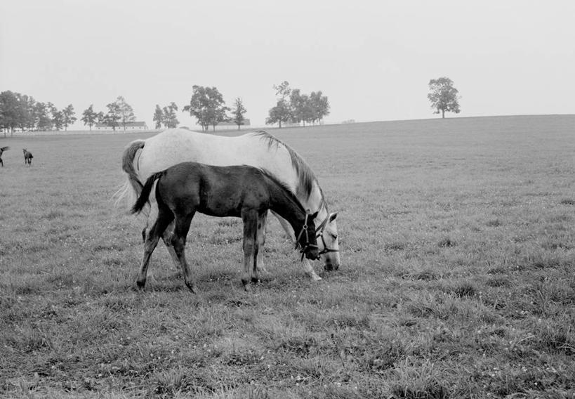 无人,站,横图,黑白,室外,白天,牧场,美景,马,美国,景观,田地,自然,动物,两只,景色,摄影,牲畜,自然风光,驹,肯塔基州