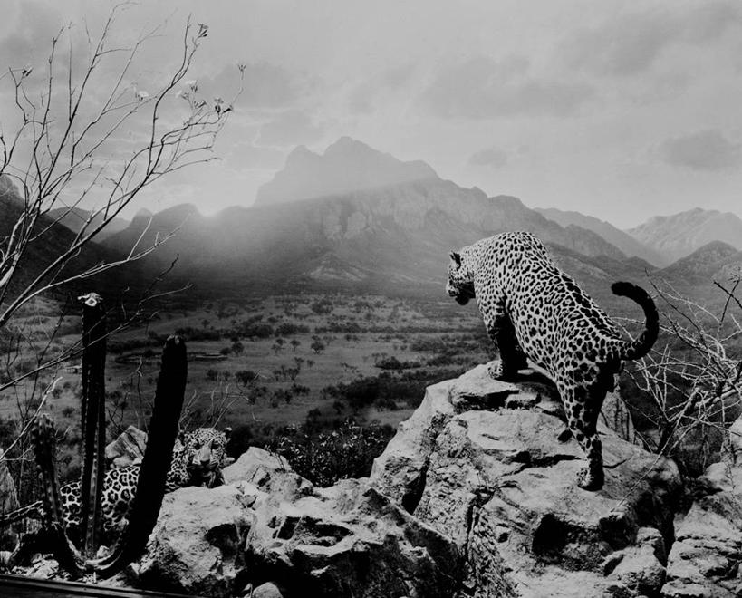 无人,博物馆,横图,黑白,室内,白天,山,野生动物,动物,两只,摄影,展览,美洲虎,濒危物种,岩石