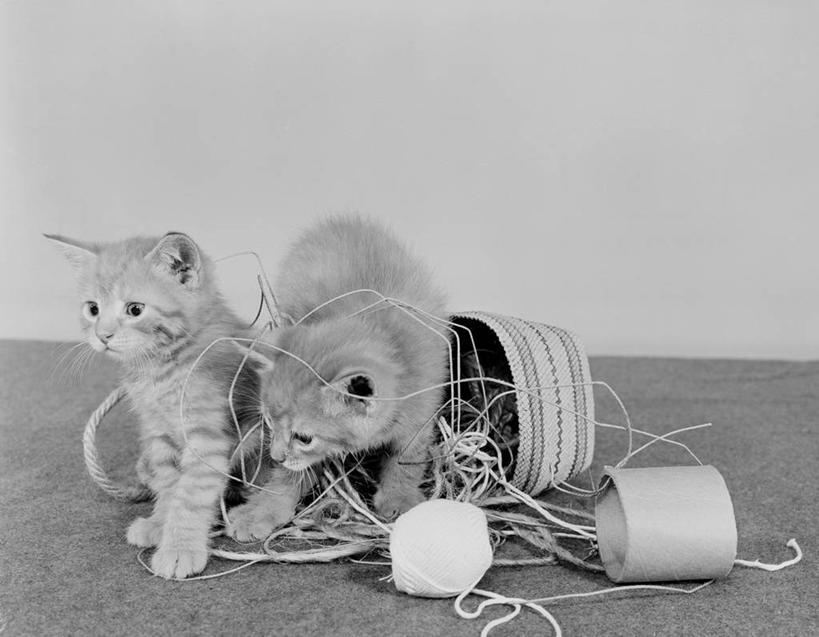 无人,横图,黑白,室内,白天,宠物,猫,美国,环绕,缠绕,篮子,小猫,动物,两只,摄影,羊毛,纠缠,线轴