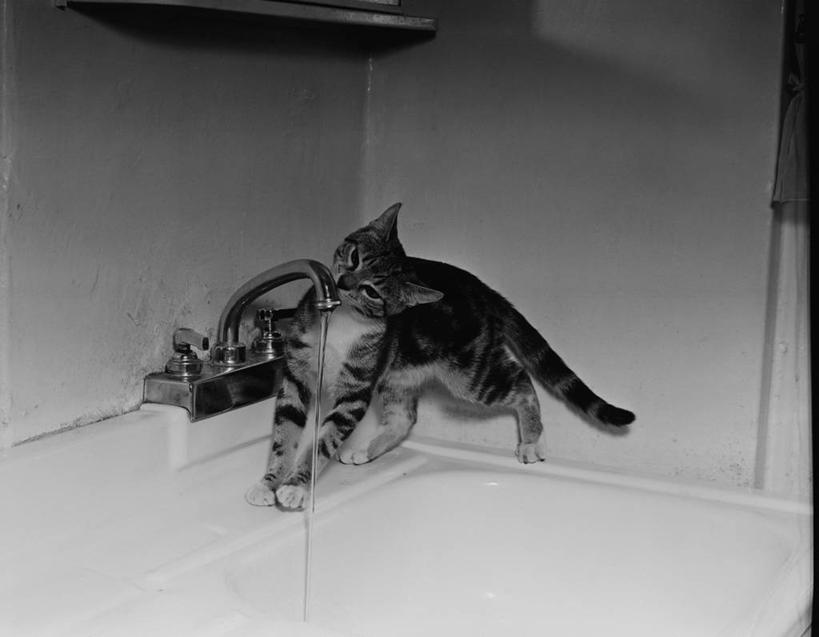 无人,横图,黑白,室内,白天,水,厨房,宠物,猫,美国,倒,喝,干燥,水龙头,舔,摄影,口渴,厨房水槽