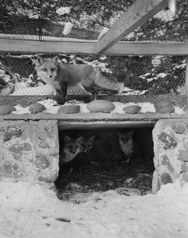 无人,农场,竖图,黑白,室外,白天,农业,狐狸,美国,四只,笼子,铁丝网,摄影,牲畜,长岛,纽约州