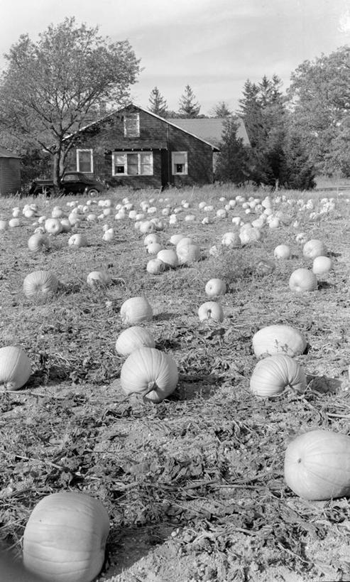 无人,农场,竖图,黑白,室外,白天,农业,美景,南瓜,美国,许多,房屋,景观,田地,很多,饮食,自然,景色,摄影,生长,自然风光,南瓜地,农舍