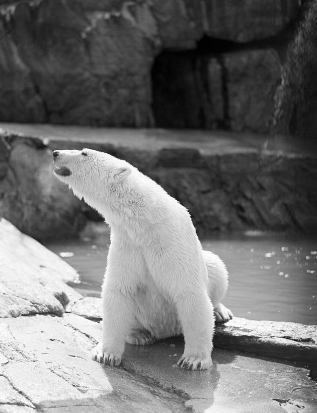 无人,动物园,坐,竖图,黑白,室外,白天,北极熊,美国,池塘,白色,自然,摄影,肖像,岩石