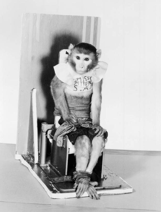 无人,医院,坐,竖图,黑白,纯洁,猴子,美国,摄影,肖像,德克萨斯,影棚拍摄,空间探索