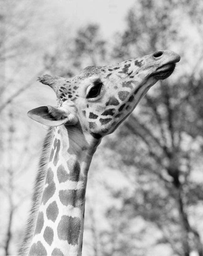 无人,竖图,黑白,室外,特写,白天,侧面,长颈鹿,野生动物,美国,古典,自然,摄影,头像,部分,彩图