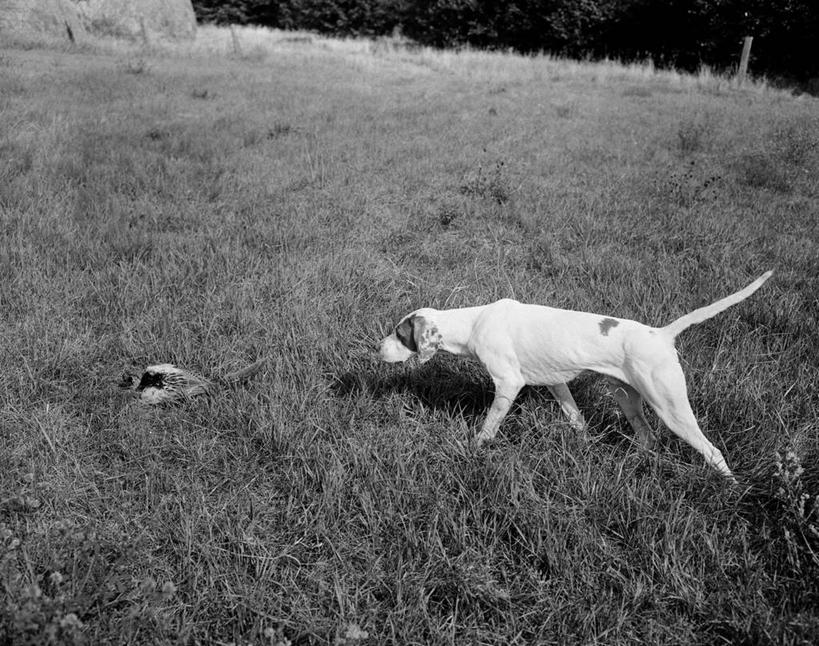 无人,横图,黑白,室外,白天,侧面,狗,美国,鸟类,捕食,猎犬,古典,闻,草,动物,两只,家畜,摄影,专心,胡茬,纯种犬