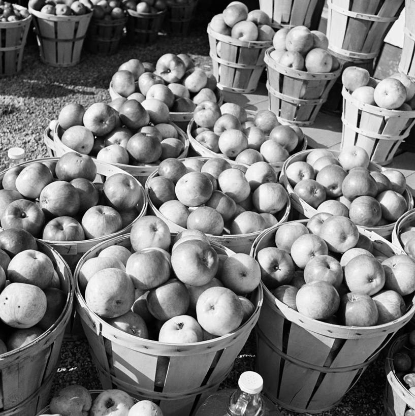 无人,果园,竖图,方图,黑白,室外,白天,农业,苹果,日光,美国,许多,丰富,很多,饮食,摄影,有机食品,清新,选择,苹果树