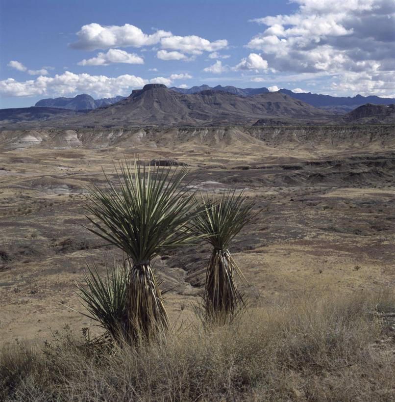 无人,公园,横图,竖图,室外,白天,沙漠,山脉,植物,美国,地形,草,风景,摄影,北美,北美洲,国家公园,德克萨斯州,美洲,德克萨斯,得州,德州,得克萨斯州,孤星之州,北亚美利加洲,亚美利加洲,大弯国家公园,大本德国家公园,彩图,美利坚合众国