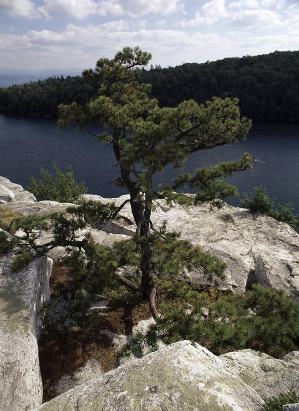 无人,竖图,室外,白天,湖,美景,树林,松树,美国,景观,风景,自然,景色,摄影,生长,宁静,自然风光,坚持,纽约州,岩石,彩图,阿巴拉契亚