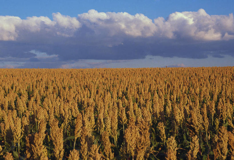 无人,横图,俯视,室外,白天,旅游,度假,农业,农作物,美景,植物,美国,丰富,地形,景观,田地,云,娱乐,风景,天空,自然,享受,休闲,景色,放松,摄影,宁静,北美,自然风光,内布拉斯加,稷,彩图,高角度拍摄