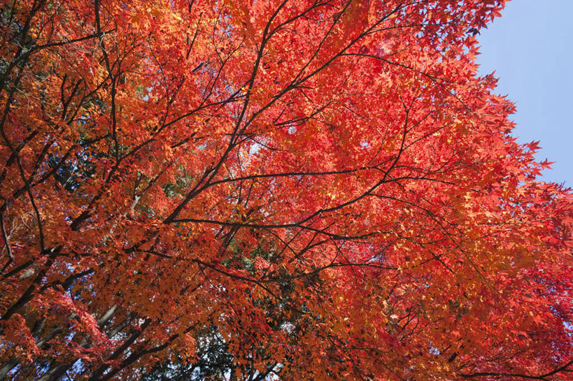 无人,横图,室外,白天,仰视,枫树,日本,亚洲,日本文化,树,季节,摄影,京都府,园林,改变,东亚,本州,本州岛,日本国,近畿地方,近畿,秋天,鸡爪枫,彩图,低角度拍摄