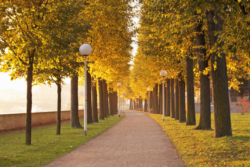 无人,横图,室外,白天,路,路灯,德国,欧洲,树,季节,摄影,改变,德累斯顿,萨克森,秋天,彩图