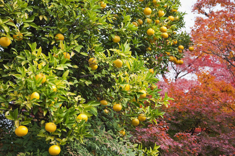 无人,果园,横图,室外,白天,枫树,水果,日本,亚洲,日本文化,桔树,饮食,树,橙色,季节,摄影,京都府,园林,改变,东亚,本州,本州岛,日本国,近畿地方,近畿,秋天,鸡爪枫,彩图