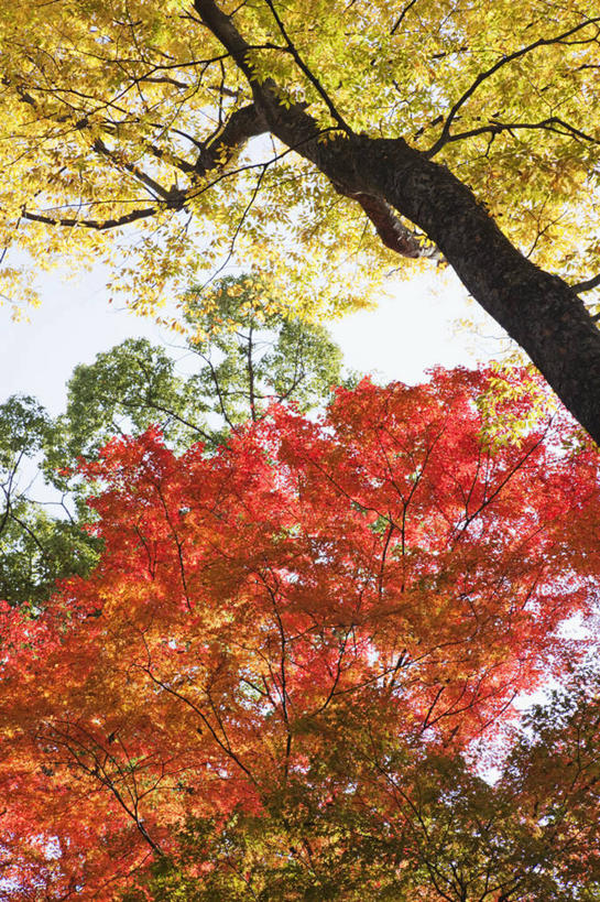 无人,竖图,室外,白天,仰视,枫树,日本,亚洲,日本文化,树,天空,季节,摄影,京都府,园林,改变,东亚,本州,本州岛,日本国,近畿地方,近畿,秋天,鸡爪枫,彩图,低角度拍摄