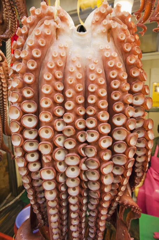 无人,竖图,室外,特写,白天,烹饪,章鱼,韩国,吊挂,悬挂,触须,生食,料理,食品,韩式,挂,菜肴,美食,食物,吸盘,零售,摄影,佳肴,清新,韩国料理,韩国菜,韩式料理,健康食物,朝鲜半岛,海产,彩图,鱼市