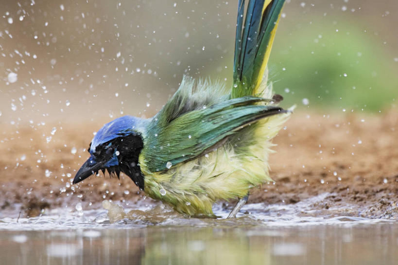 无人,横图,室外,特写,白天,侧面,水,鸟,野生动物,羽毛,湿,溅,反射,鸟类,池塘,水滴,自然,动物,摄影,拍打,卫生,喙,松鸦,北美蓝鸟,冠蓝鸦,蓝樫鸟,蓝松鸦,僵鸟,橿鸟,蓝鸦,洗涤,彩图,对焦,动物行为,动物学