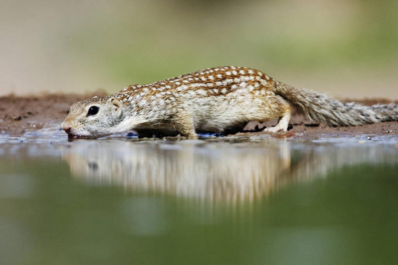 无人,横图,室外,白天,侧面,水,哺乳动物,野生动物,喝,干燥,反射,池塘,自然,动物,松鼠,摄影,地松鼠,口渴,彩图,动物行为,动物学