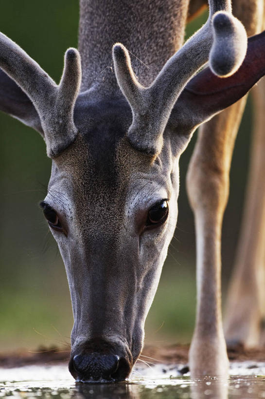 无人,站,竖图,室外,特写,白天,水,哺乳动物,鹿,野生动物,喝,干燥,反射,羚羊,自然,动物,摄影,白尾鹿,雄鹿,鹿角,口渴,濒危物种,颈,彩图,动物学
