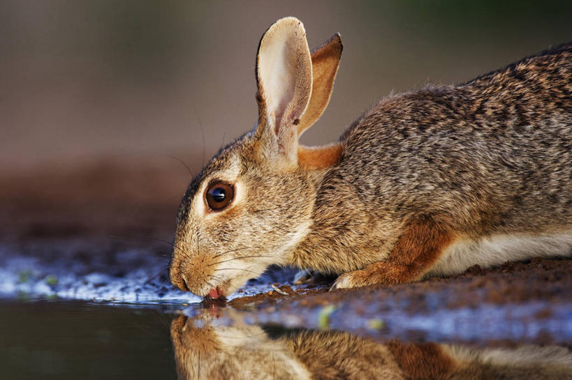 无人,横图,室外,特写,白天,侧面,哺乳动物,野生动物,喝,干燥,反射,兔子,田地,自然,动物,摄影,兔,家兔,沙漠棉尾兔,口渴,彩图,动物行为,动物学