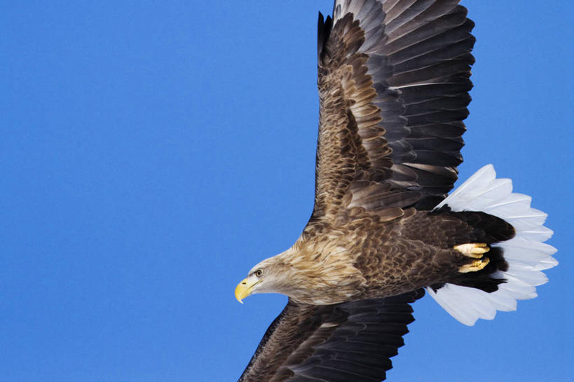 无人,横图,室外,特写,白天,仰视,自由,野生动物,鹰,羽毛,鸟类,褐色,半空,飞,蓝色,自然,动物,摄影,喙,万里无云,白尾鹰,彩图,低角度拍摄,动物学