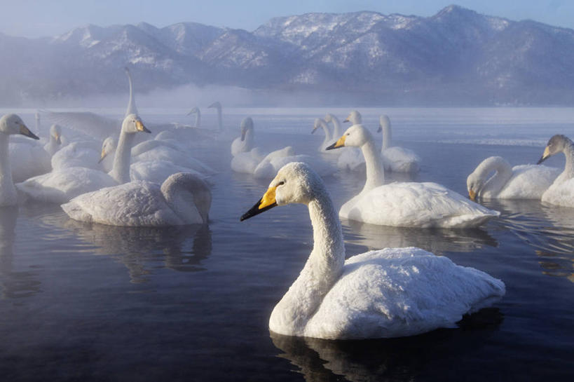 游泳,无人,横图,室外,白天,旅游,度假,湖,美景,山,山脉,水,温泉,雾,野生动物,天鹅,羽毛,一群,许多,漂浮,反射,鸟类,景观,天气,很多,娱乐,白色,风景,天空,自然,享受,休闲,景色,放松,摄影,宁静,水禽,自然风光,自然现象,喙,大天鹅,彩图,动物学