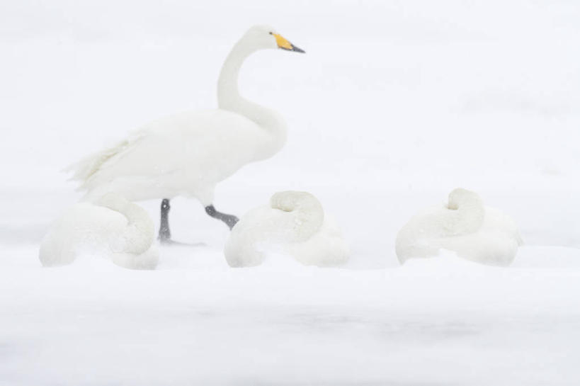游泳,无人,横图,室外,白天,旅游,度假,美景,雪,野生动物,天鹅,羽毛,四只,鸟类,景观,冬天,天气,娱乐,白色,风景,自然,享受,休闲,景色,放松,寒冷,摄影,水禽,自然风光,喙,大天鹅,步行,彩图,动物学