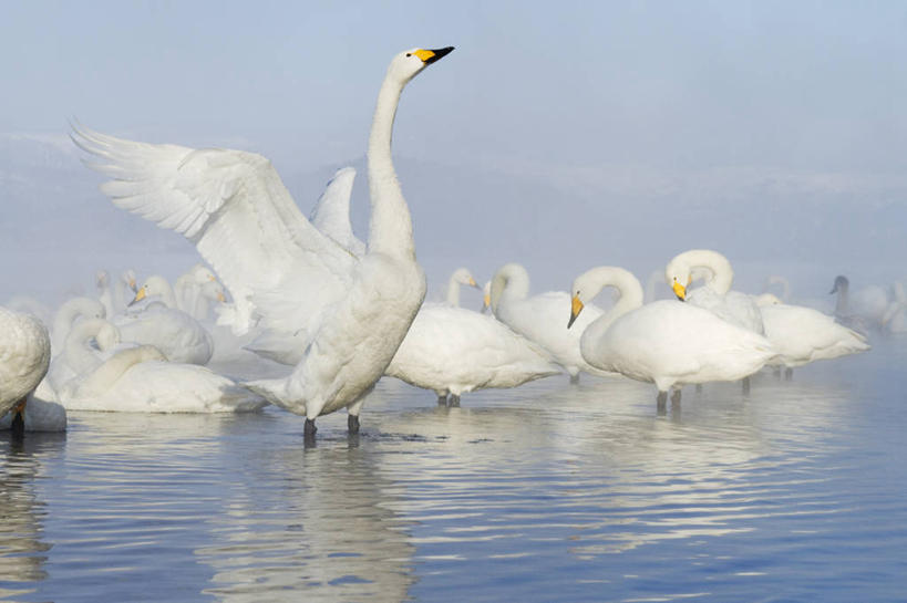 游泳,无人,横图,室外,白天,旅游,度假,湖,美景,水,温泉,雾,野生动物,天鹅,羽毛,一群,许多,涉水,波纹,漂浮,反射,鸟类,景观,天气,很多,娱乐,白色,风景,自然,享受,休闲,景色,放松,摄影,宁静,水禽,拍打,自然风光,自然现象,喙,大天鹅,彩图,动物行为,动物学