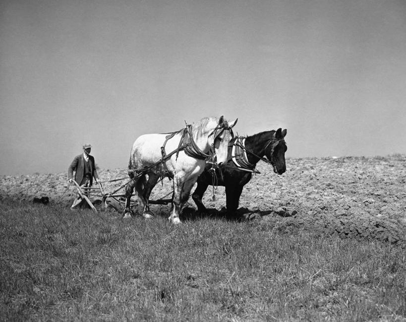 一个人,农民,农场,拉,横图,黑白,室外,白天,农业,机器,美景,马,美国,朦胧,模糊,景观,田地,天空,自然,动物,两只,职业,机械,鸭舌帽,景色,摄影,牲畜,北美,自然风光,维吉尼亚,步行,耕地,农业机械