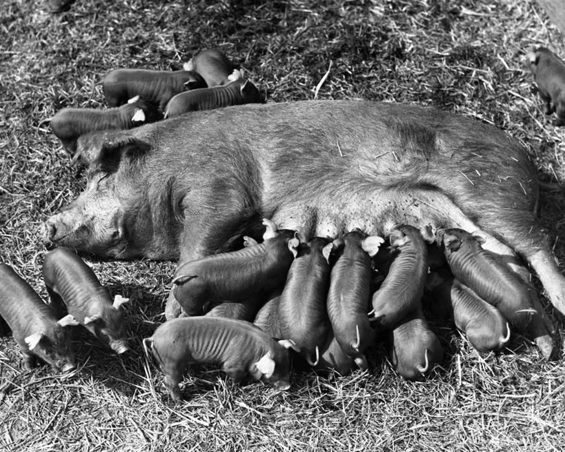 无人,躺,横图,俯视,黑白,室外,白天,农业,哺乳动物,野生动物,猪,一群,许多,很多,依靠,小猪,动物,吸,摄影,牲畜,关爱,杂食动物,饥饿,喂养,高角度拍摄,饿,家猪