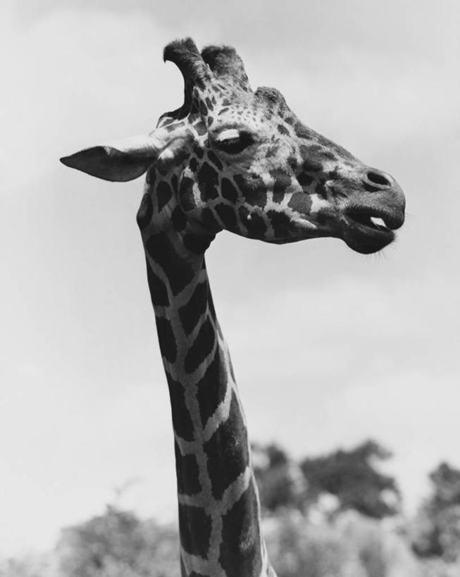 脸,头,脸颊,肩,无人,竖图,黑白,室外,白天,哺乳动物,长颈鹿,野生动物,斑点,肩膀,天空,动物,摄影,肖像,万里无云,头部,颈,脸部,脸蛋,面部,动物行为