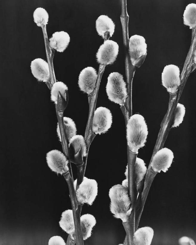 无人,竖图,黑白,室内,特写,白天,植物,柳树,静物,茎,花,花瓣,黑色,自然,花束,春天,季节,摄影,生活方式,部分,全画面,全框架,全帧,全画幅,褪色柳